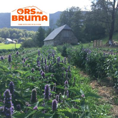 Ors na Bruma - 