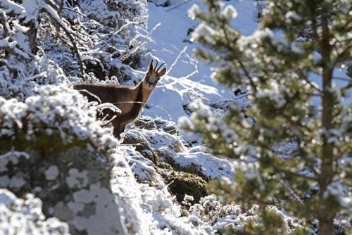 Conférence : « Heurs et malheurs des relations homme-biodiversité dans les montagnes »