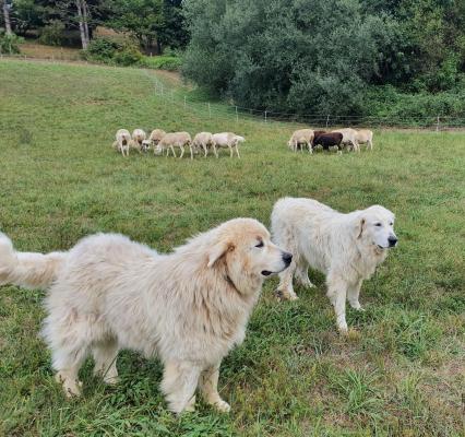 Des patous, chiens de protection
