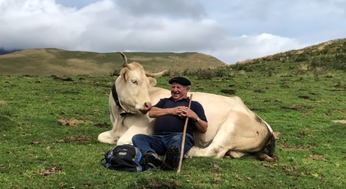 cute monsieur et vache