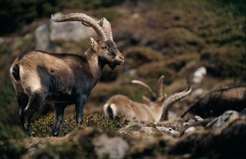 Nouveau au Parc National des Pyrénées : l'Application Bouquetin !