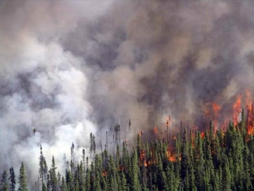 feu forêt boréale