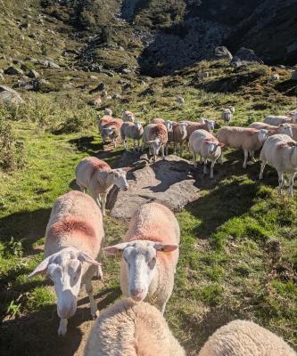 moutons