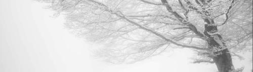 Arbre sous la neige par Gwenn Scott