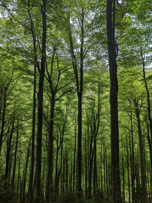 forêt d'hêtre
