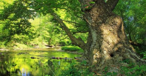 Les Arbres sont à l'honneur à la Fabrique Artistique du Pari de Tarbes !