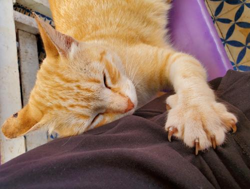 Chat