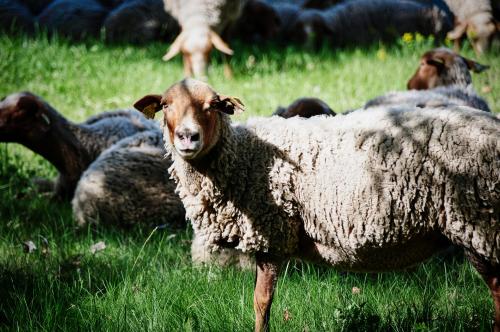 Pastoralisme PNP