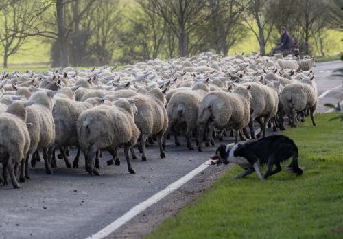 Transhumance